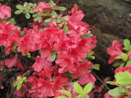 Azalea japonica 'Orange Beauty' 